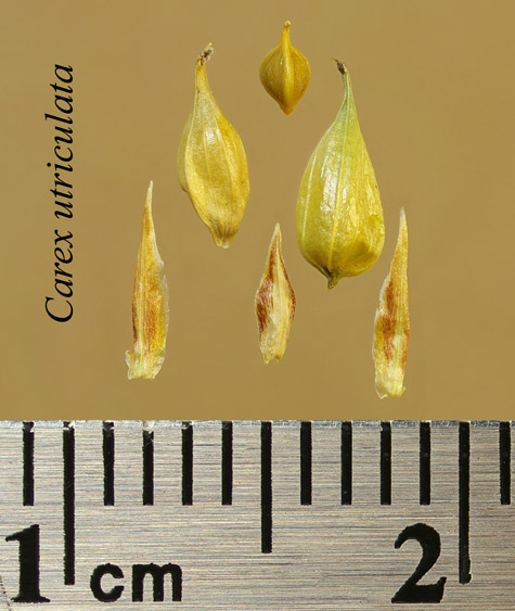Achenes, perigynia and scales of Carex utriculata