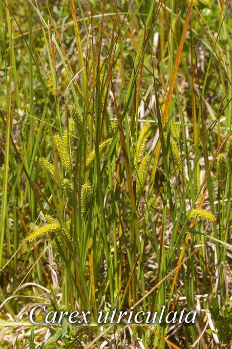 Habit of Carex utriculata