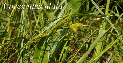 Habit of Carex utriculata