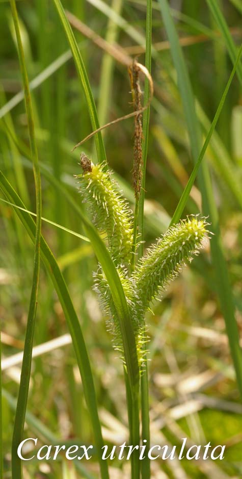 Inflorescence of Carex utriculata