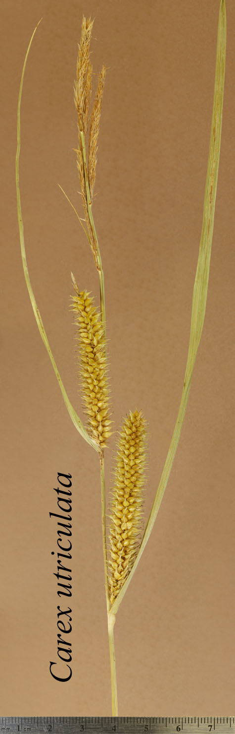 Inflorescence of Carex utriculata