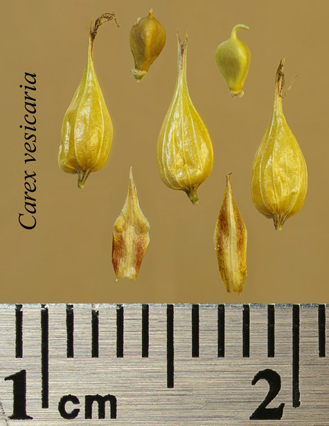 Achenes, perigynia and scales of Carex vesicaria