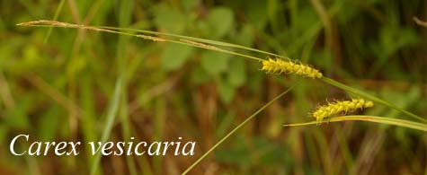 Inflorescence of Carex vesicaria