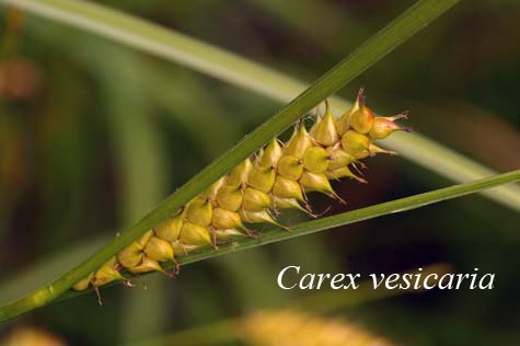 Inflorescence of Carex vesicaria