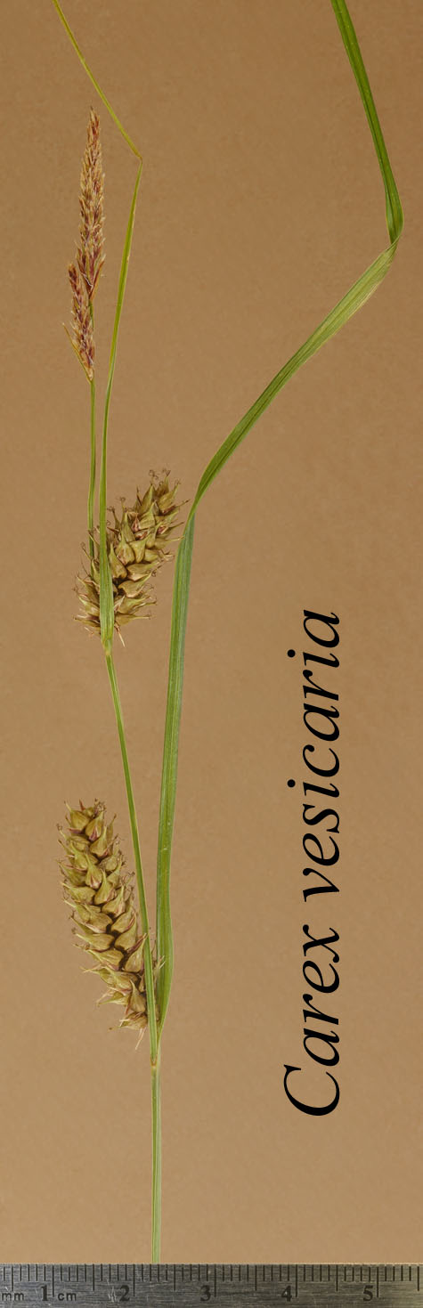 Inflorescence of Carex vesicaria