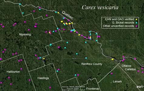 An occurrence map of Carex vesicaria in Renfrew County
