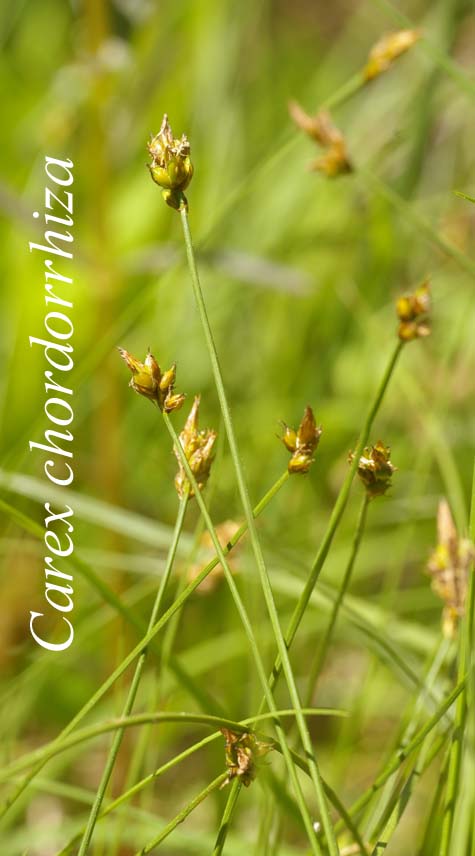 Habit of Carex chordorrhiza