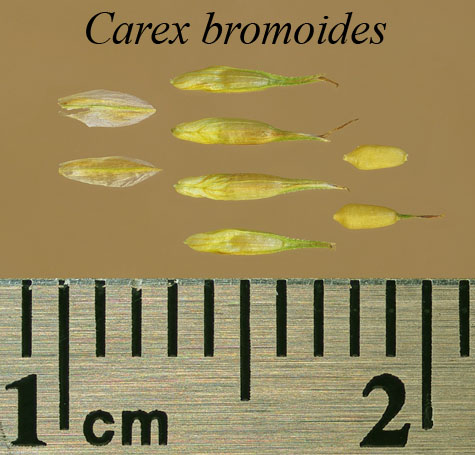 Achenes, perigynia and scales of Carex bromoides