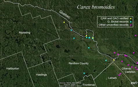 An occurrence map of Carex bromoides in Renfrew County