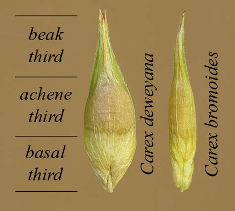 Division of Deweyanae perigynia