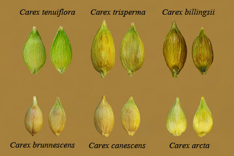 Comparison of perigynia of Section Glareosae