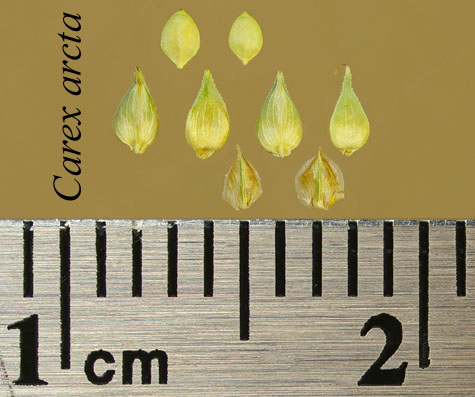 Achenes, perigynia and scales of Carex arcta