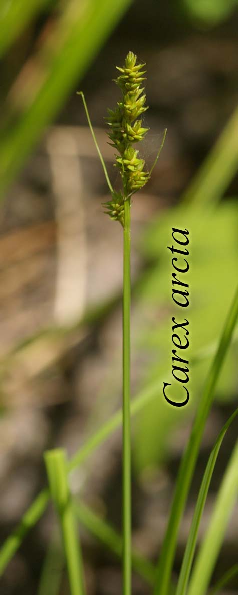Habit of Carex arcta