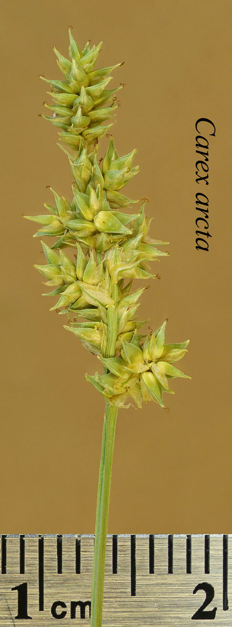 Inflorescence of Carex arcta