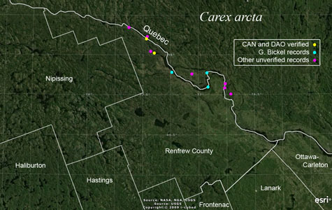 An occurrence map of Carex arcta in Renfrew County