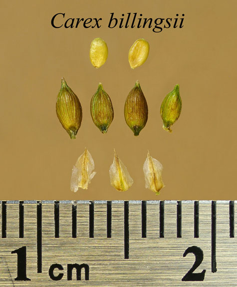 Achenes, perigynia and scales of Carex billingsii