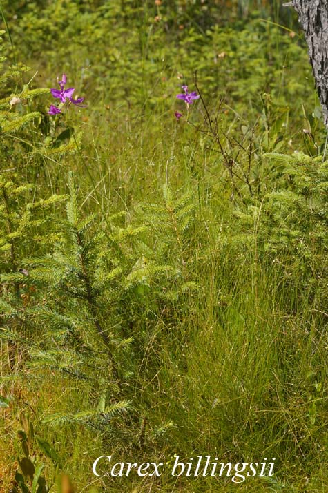Habit of Carex billingsii