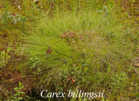 Habit of Carex billingsii