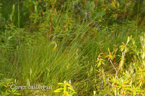 Habit of Carex billingsii