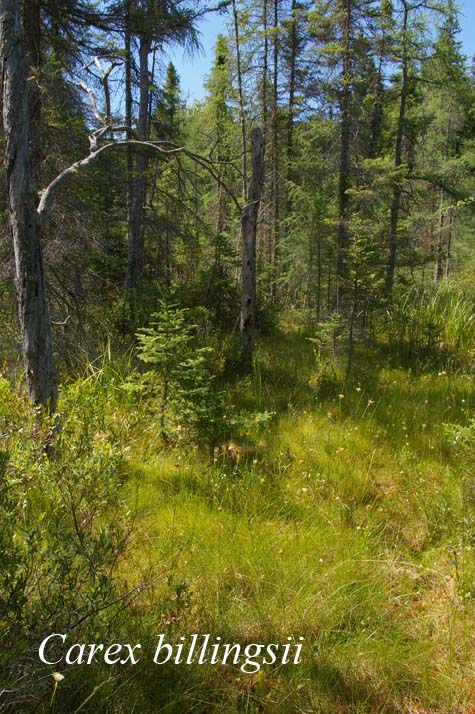 Habitat of Carex billingsii