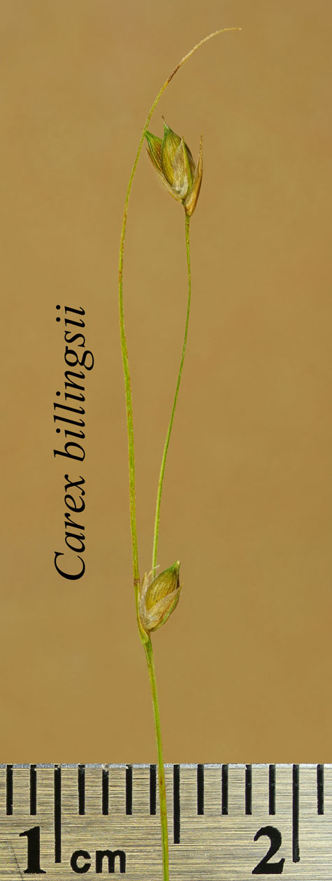 Inflorescence of Carex billingsii