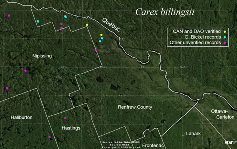 An occurrence map of Carex billingsii in Renfrew County