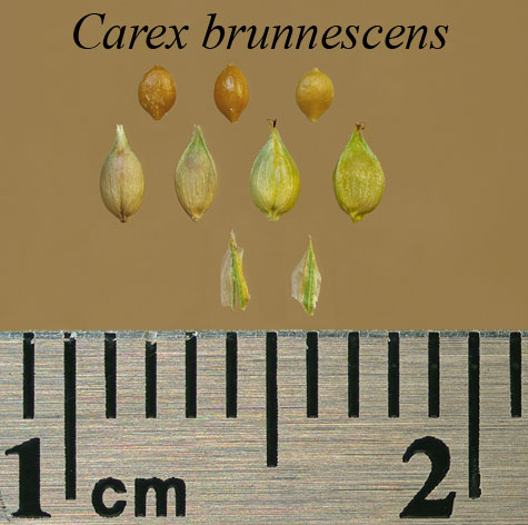 Achenes, perigynia and scales of Carex brunnescens