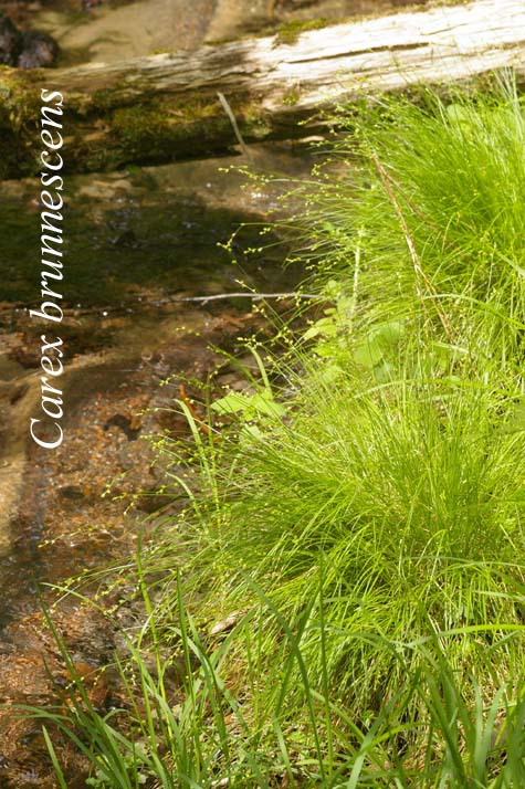 Habit of Carex brunnescens