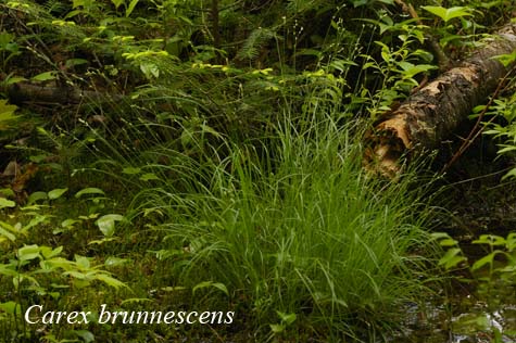 Habit of Carex brunnescens