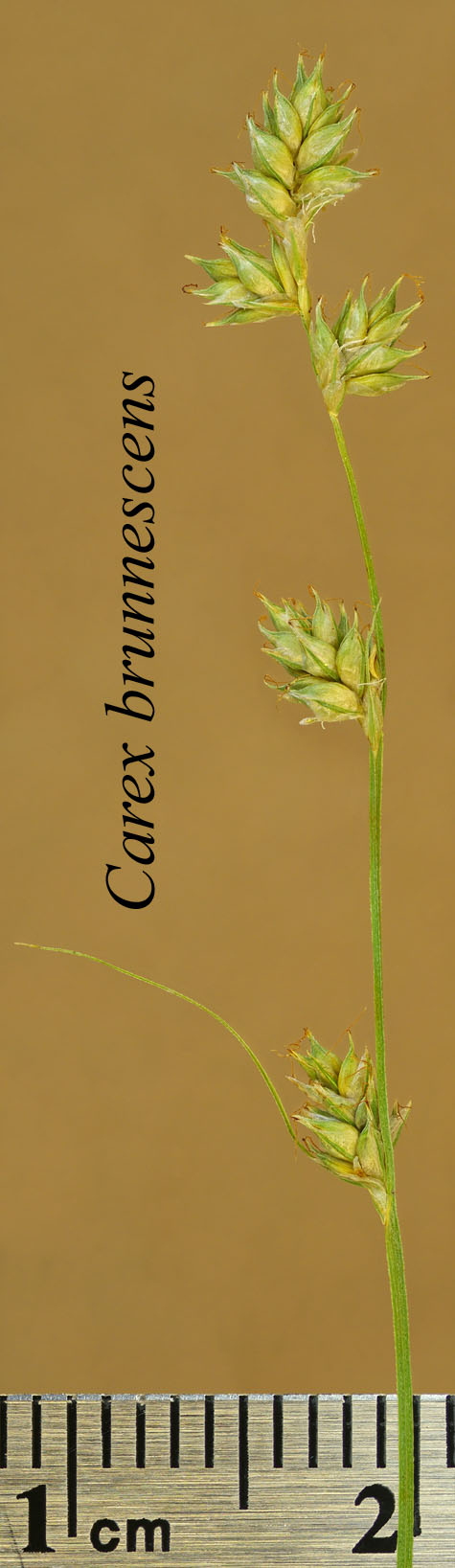 Inflorescence of Carex brunnescens