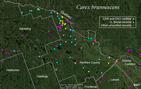 An occurrence map of Carex brunnescens in Renfrew County