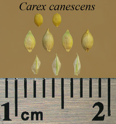 Achenes, perigynia and scales of Carex canescens