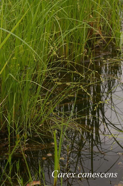 Habit of Carex canescens