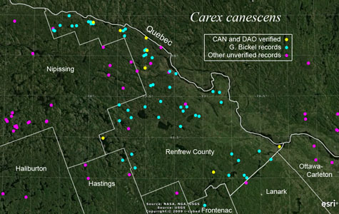 An occurrence map of Carex canescens in Renfrew County