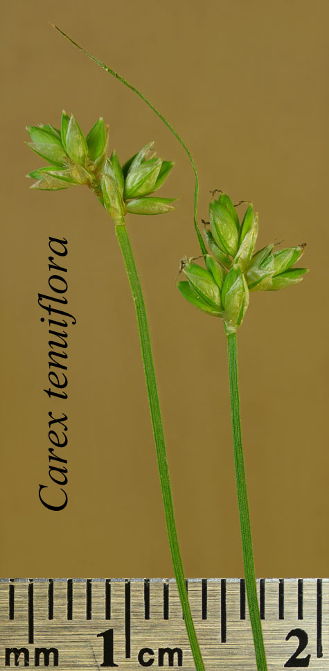 Inflorescence of Carex tenuiflora