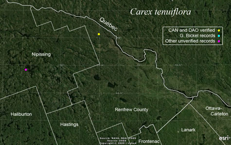 An occurrence map of Carex tenuiflora in Renfrew County