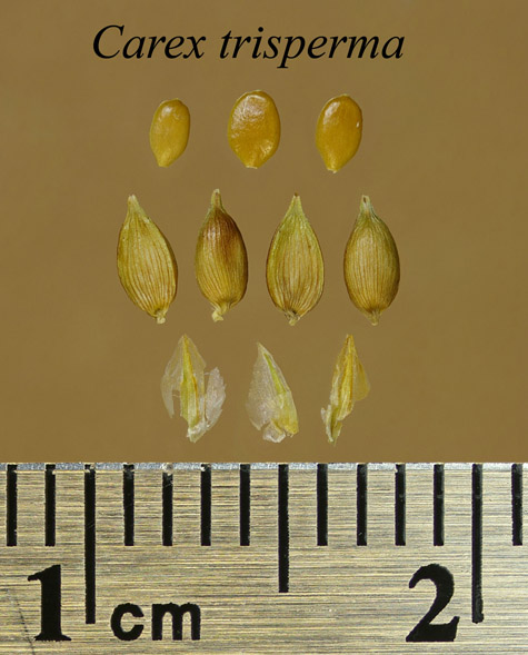 Achenes, perigynia and scales of Carex trisperma