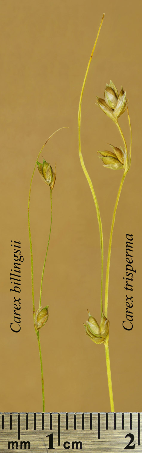 Comparison of Carex billingsii and Carex trisperma inflorescences