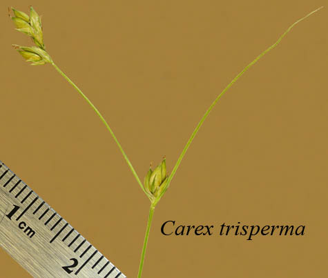 Inflorescence of Carex trisperma