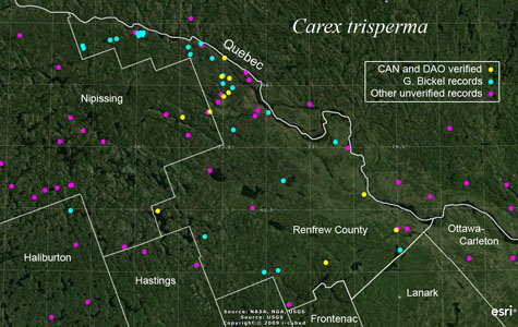 An occurrence map of Carex trisperma in Renfrew County