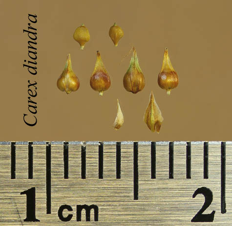 Achenes, perigynia and scales of Carex diandra