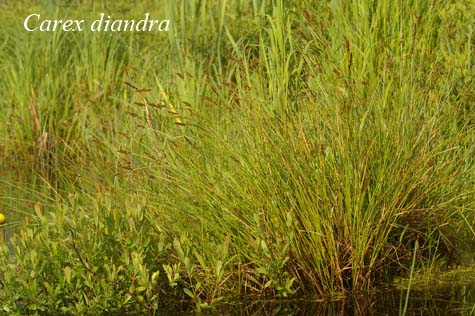 Habit of Carex diandra