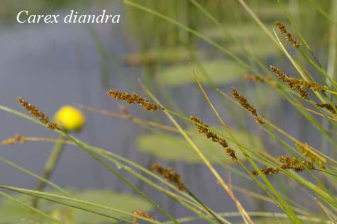 Inflorescences of Carex diandra