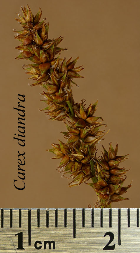 Inflorescence of Carex diandra