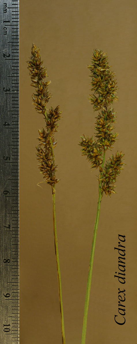 Inflorescence of Carex diandra