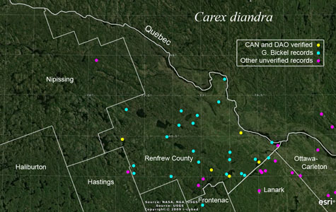 An occurrence map of Carex diandra in Renfrew County