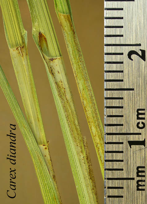 Sheaths of Carex diandra