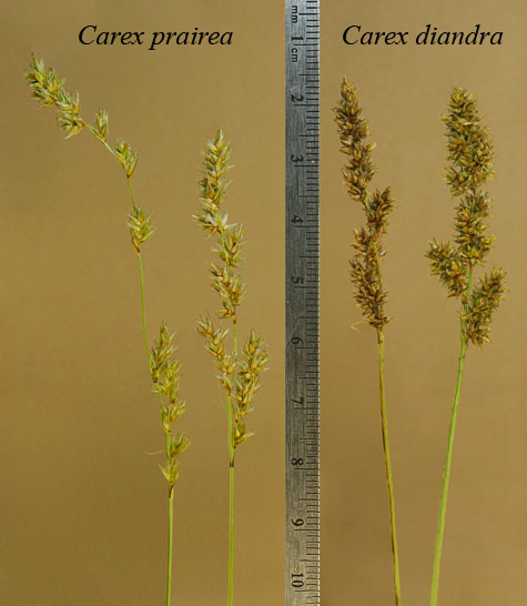Inflorescence of Carex diandra and Carex prairea