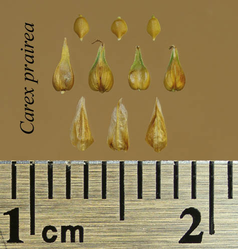Achenes, perigynia and scales of Carex prairea