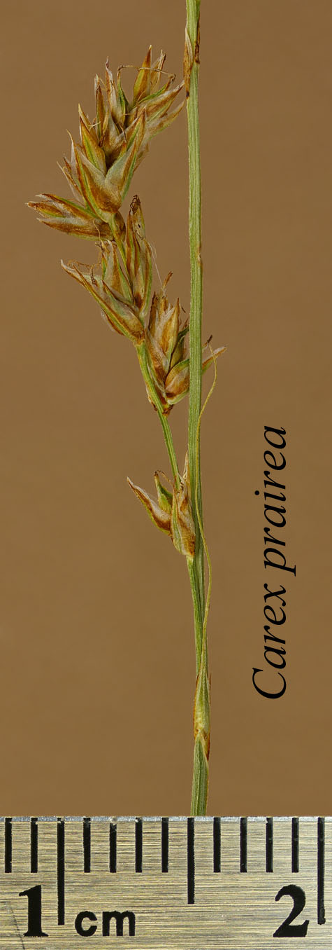 Spikelet of Carex prairea